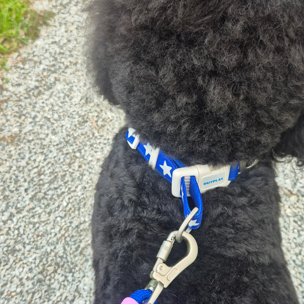 Bubble Leash - Standard