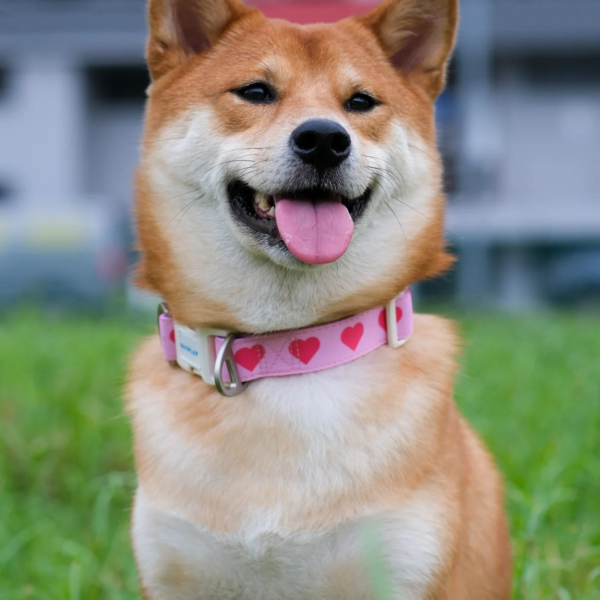 Multifunction Water Resistant Dog Collar
