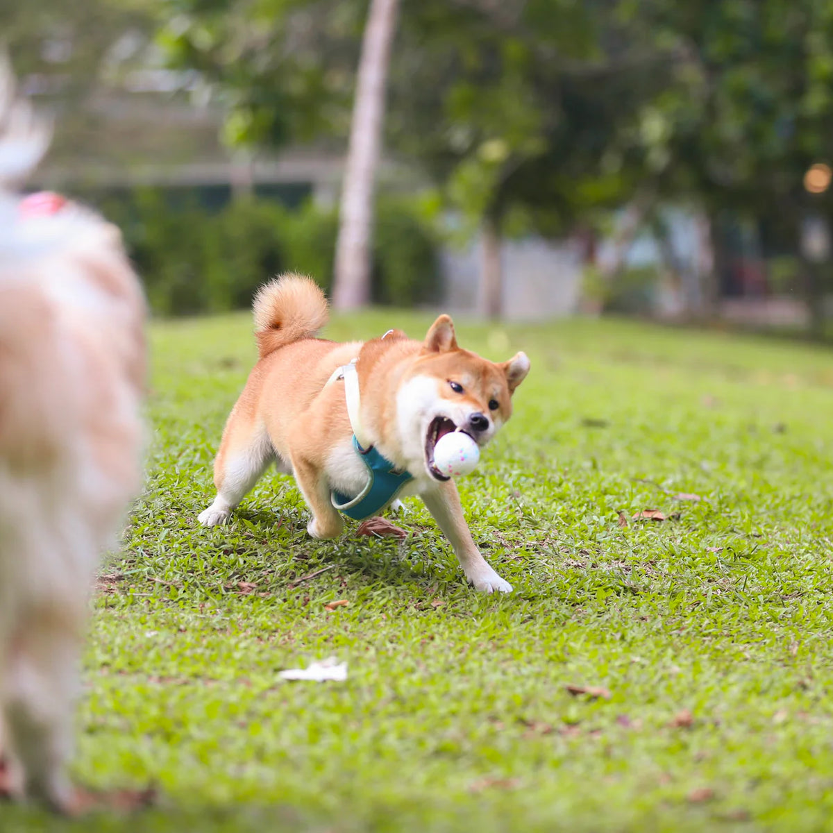UltraFlex Ball Dog Toy (3 Sizes)